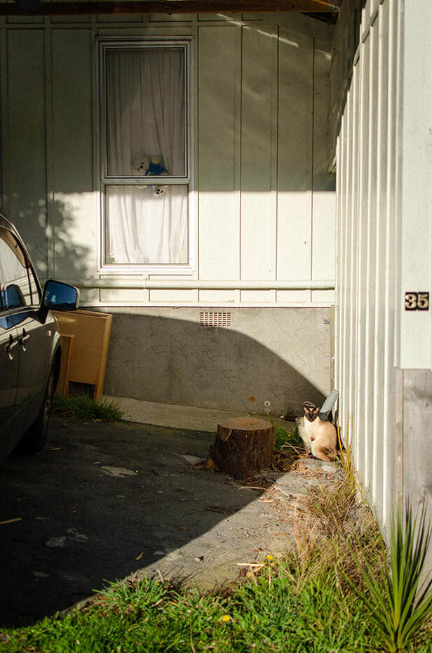 Hans Weston - Lockdown in Karori, photography during the covid-19 lockdown in New Zealnd, Photospace Gallery contemporary New Zealand photography wellington nz, a month of sundays online exhibition, covid-19 teddy bear