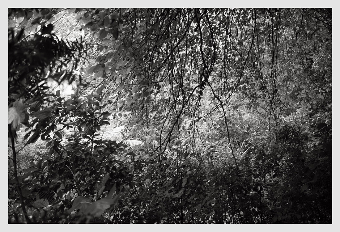 Julian Ward - 'Central Park 6', Online exhibition: 'A Month of Sundays - Responses to the Covid-19 Lockdown', photospace gallery contemporary photography wellington NZ, urban landscape photography, New Zealand bush, black and white photography