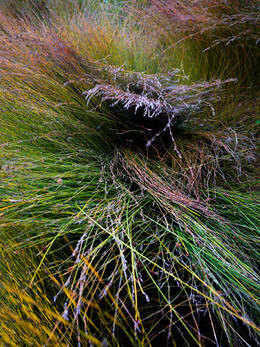 From Waitangi series by Gil Eva Craig, Photospace Gallery Contemporary New Zealand photography, urban lanscape photography, urban plantings, urban wetlands, landscape photography in Wellington city New Zealand