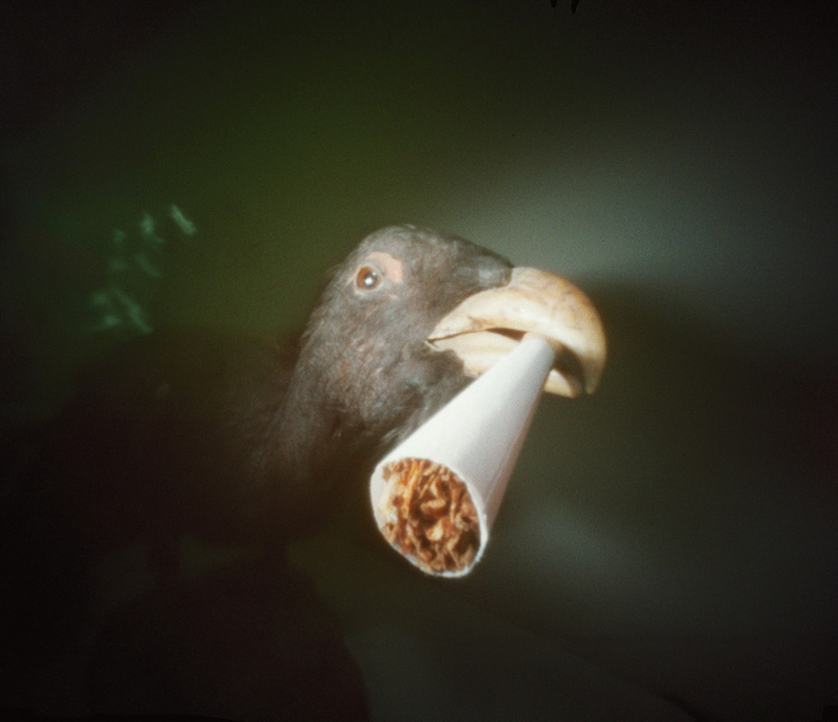 'Capercaille and cig' - pinhole photograph by Justin Quinnell
