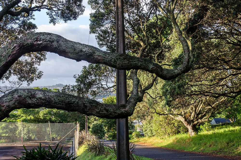 Bent, photo by Mary Macpherson, Pohutukawa, Devonport, Auckland, photospace gallery exhibition February 2014 