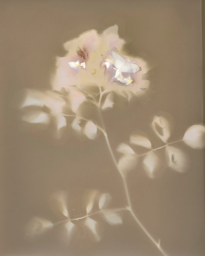 Christine McFetridge - untitled, 2019, Falling Shadows, Photospace Gallery Wellington NZ, contemporary photography