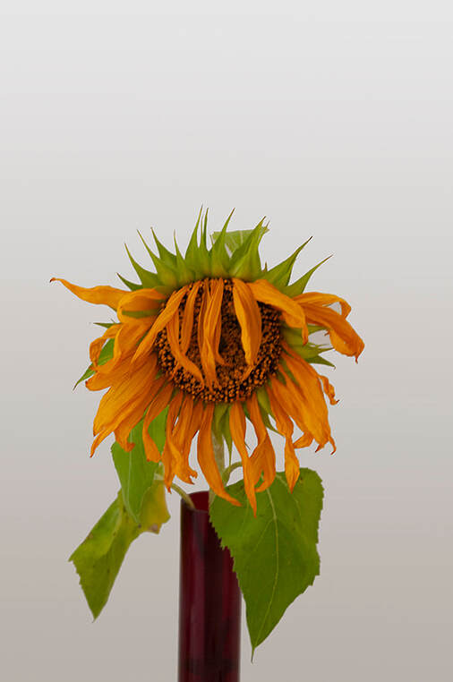 Max Oettli 'Funflower', Photospace Gallery contemporary New Zealand photography, Wellington NZ, online exhibition covid-19 responses by new zealand photographic artists, tabletop photography, conceptual photography, sunflower
