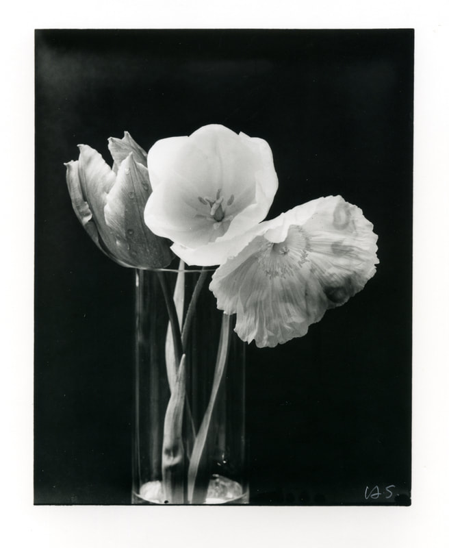 Heinz Sobiecki - Flower series 2019. Unique print on silver gelatin paper from Polaroid large format negative, Photospace Gallery Contemporary NZ Photography Wellington New Zealand, black and white photography, still life photograph