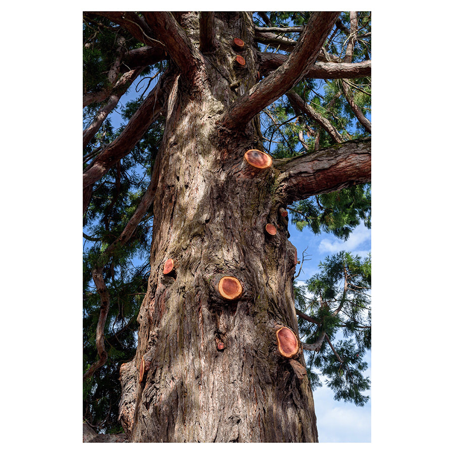 Peter Black - untitled 24, May 2020, A Month of Sundays - Responses to the Covid-19 Lockdown' online exhibition at PhotospaceGallery.nz, photography during covid-19 lockdown in New Zealand, pine tree with cut-off branches