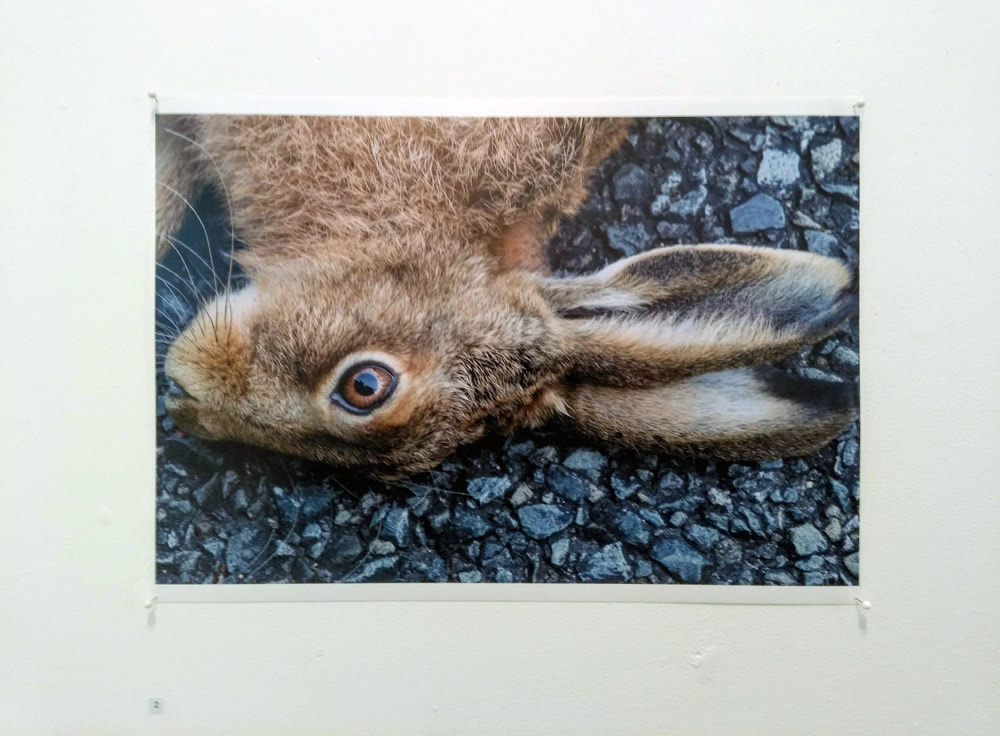 Dan Anbury: 'Untitled' (hare) from Akatarawa series, 2019, pin-ups group exhibition 2019, dead hare