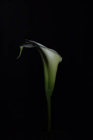 'Calla lily' - Maisie Blackwood, 'Only and for certain', Photpscae Gallery fine photography, wellington nz
