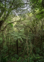 Bush scene in Wellington photographed by Sue Guest, Into the everyday - scenes from the Wellington bush, New Zealand bush lanscape photography, Photospace Gallery fine art photography New Zealand