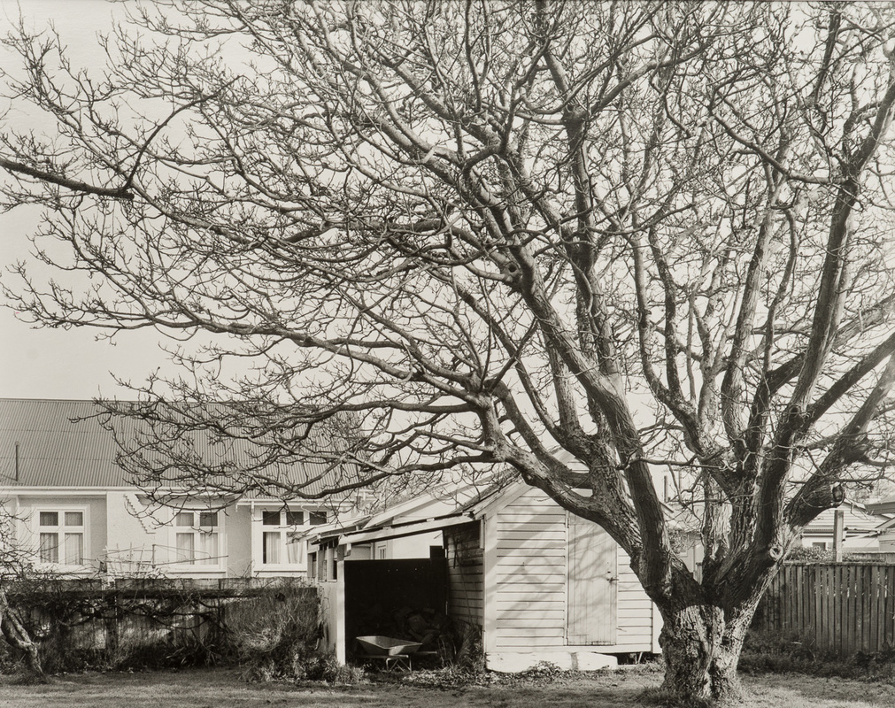 'Walnut tree, Te Ore Ore Rd, Masterton, 29/8/2016' - toned silver-gelatin contact print by Andrew Ross, large format black and white photography, fine art photograhy New Zealand, Photospace Gallery contemporary New Zealand art photography